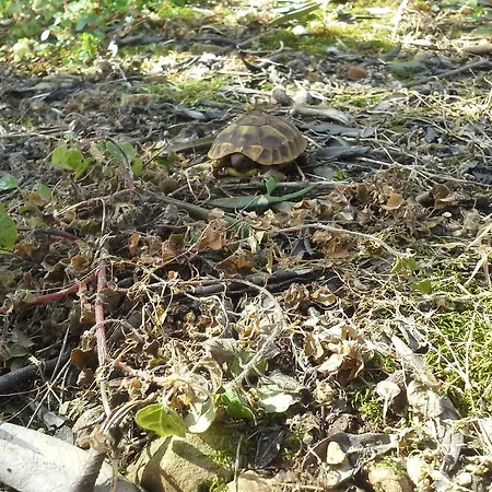 Penzion Danicic