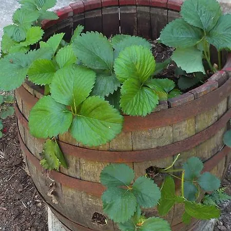 Danicic بيت ضيافة دوبروفينك
