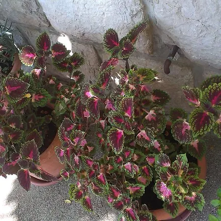 Konukevi Danicic Dubrovnik